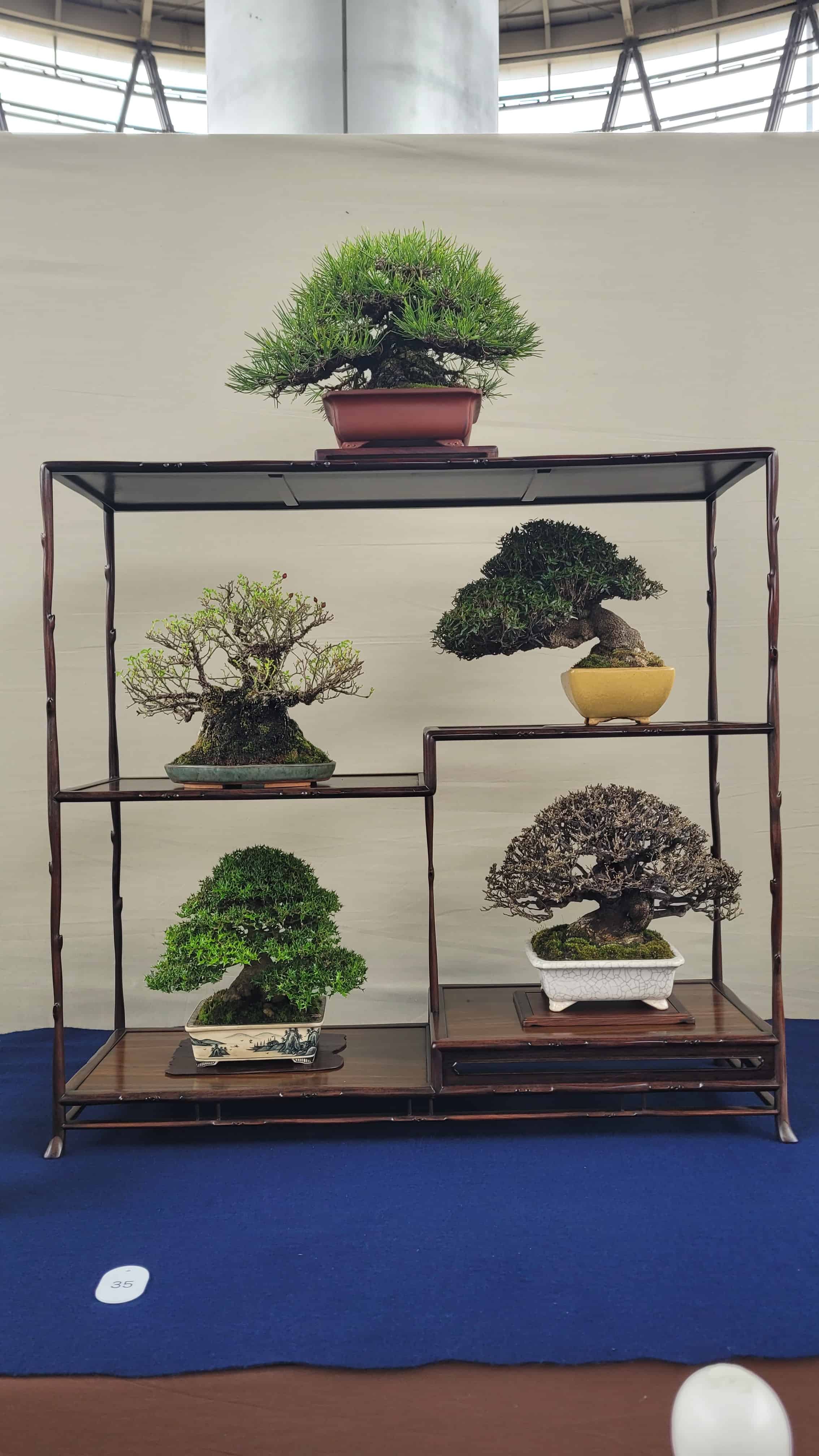 A group bonsai tree from osaka show in Japan